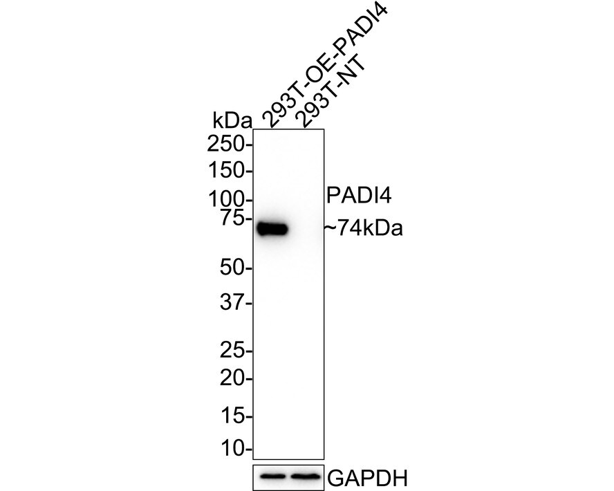 PADI4 Antibody (PSH01-33) Western Blot: PADI4 Antibody (PSH01-33) [NBP3-32707]