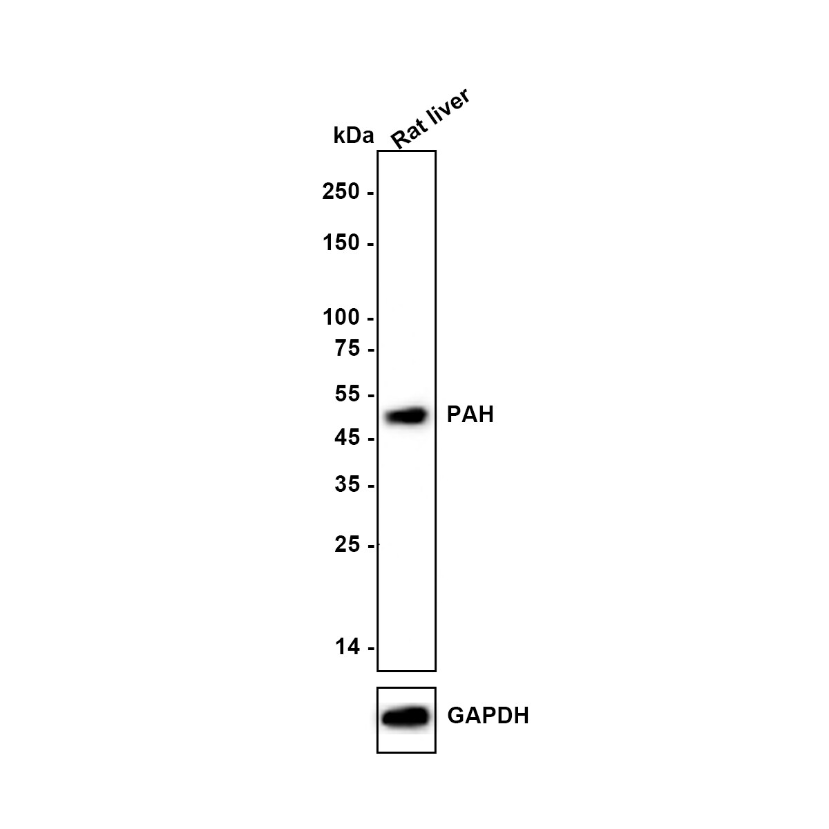 Phenylalanine Hydroxylase Antibody (JE64-47) Western Blot: Phenylalanine Hydroxylase Antibody (JE64-47) [NBP3-32708]