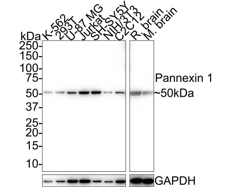 Pannexin-1 Antibody (JE38-97) Western Blot: Pannexin-1 Antibody (JE38-97) [NBP3-32714]
