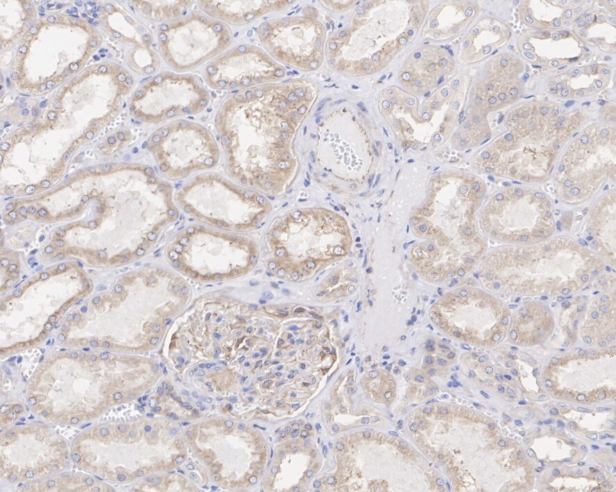 Pannexin-1 Antibody (JE38-97)