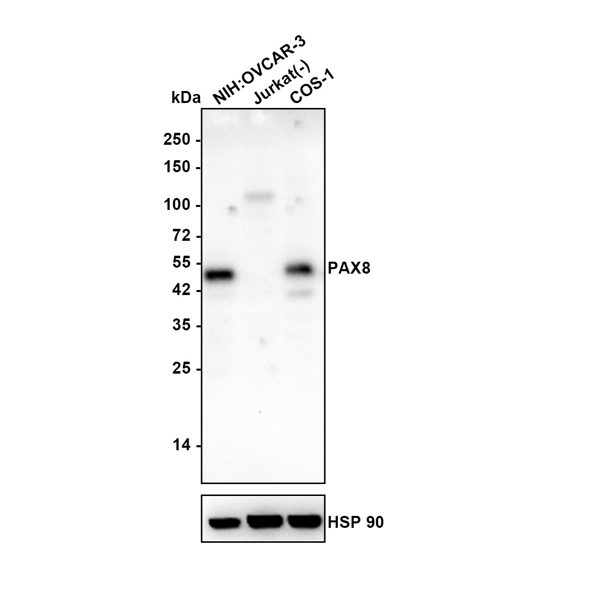 PAX8 Antibody (6G5-R) Western Blot: PAX8 Antibody (6G5-R) [NBP3-32719]