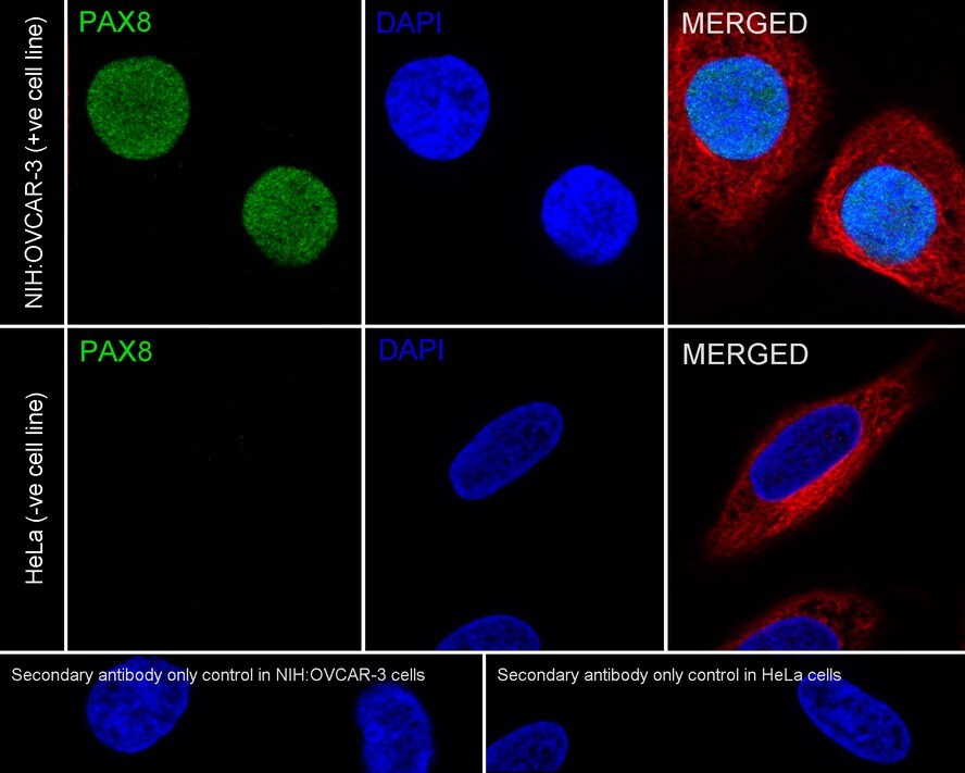 PAX8 Antibody (6G5-R)