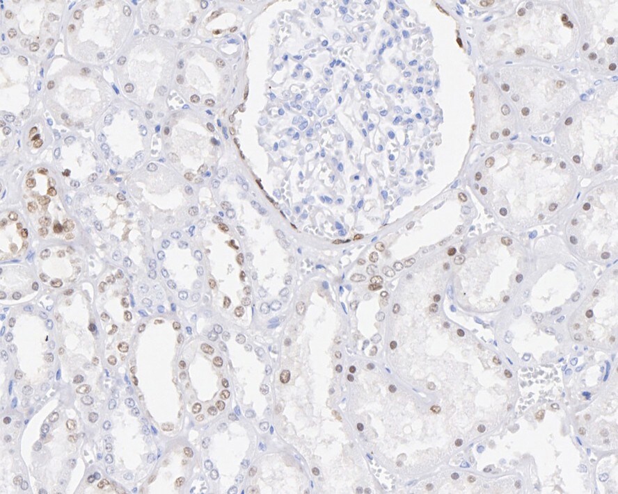 PAX8 Antibody (6G5-R)