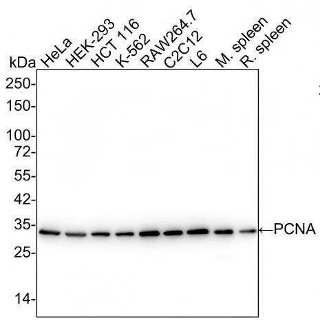 PCNA Antibody (A6-G11-R) Western Blot: PCNA Antibody (A6-G11-R) [NBP3-32725]