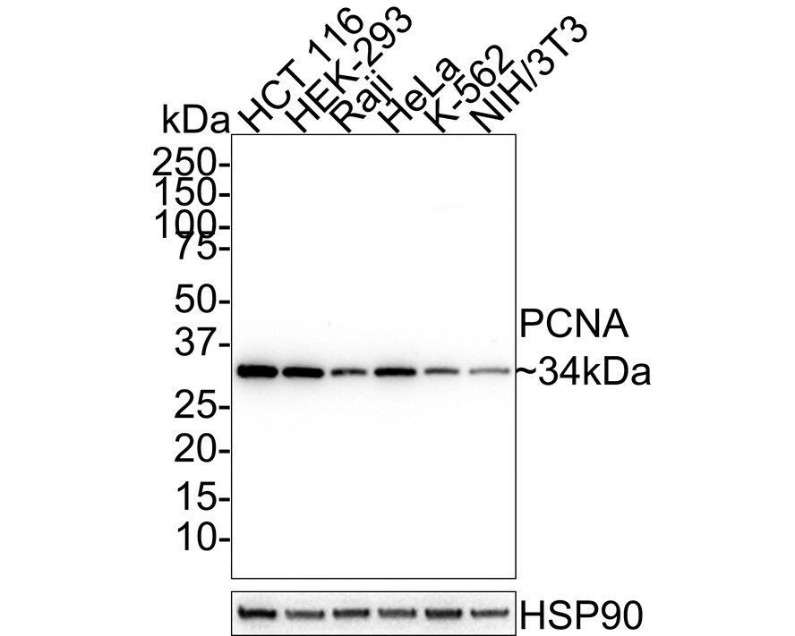 PCNA Antibody (A6-G11-R) Western Blot: PCNA Antibody (A6-G11-R) [NBP3-32725]