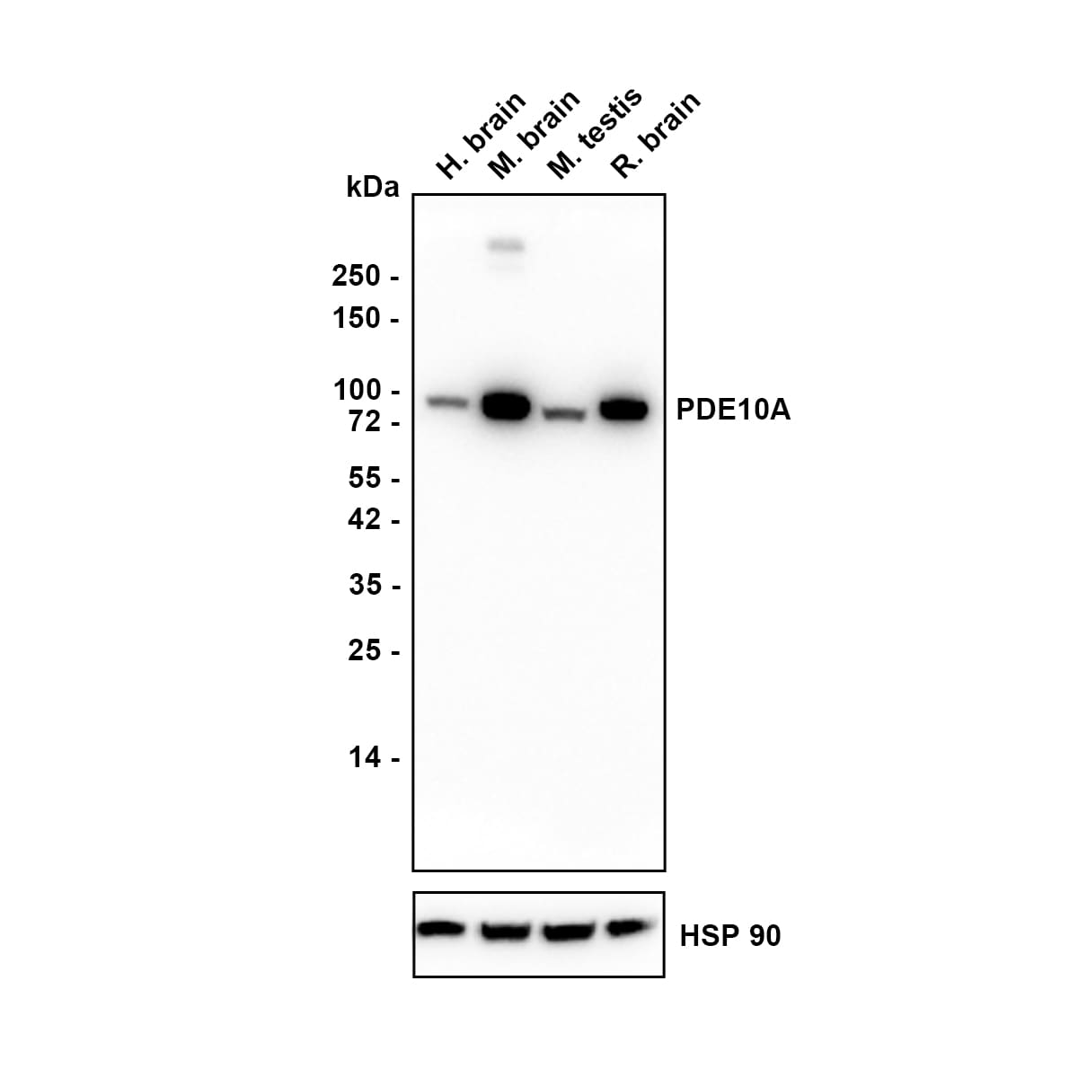 PDE10A Antibody (PSH03-61) Western Blot: PDE10A Antibody (PSH03-61) [NBP3-32729]