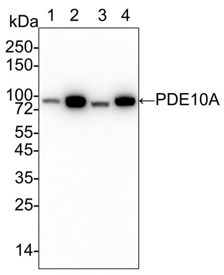 PDE10A Antibody (PSH03-61)