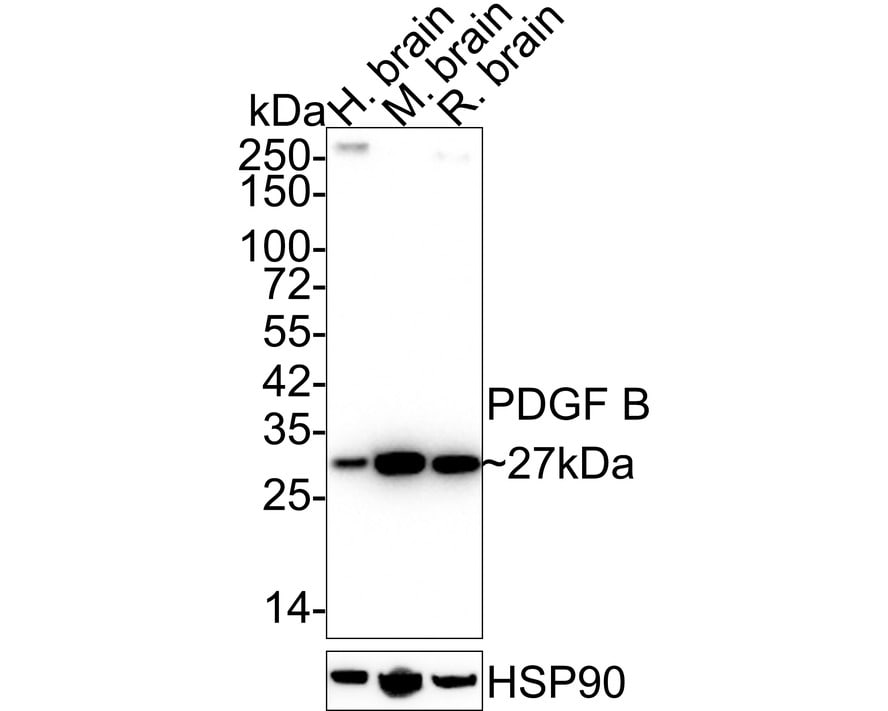 PDGF-B Antibody (JE75-16) Western Blot: PDGF-B Antibody (JE75-16) [NBP3-32730]