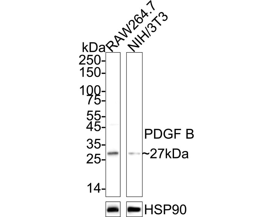 PDGF-B Antibody (JE75-16) Western Blot: PDGF-B Antibody (JE75-16) [NBP3-32730]