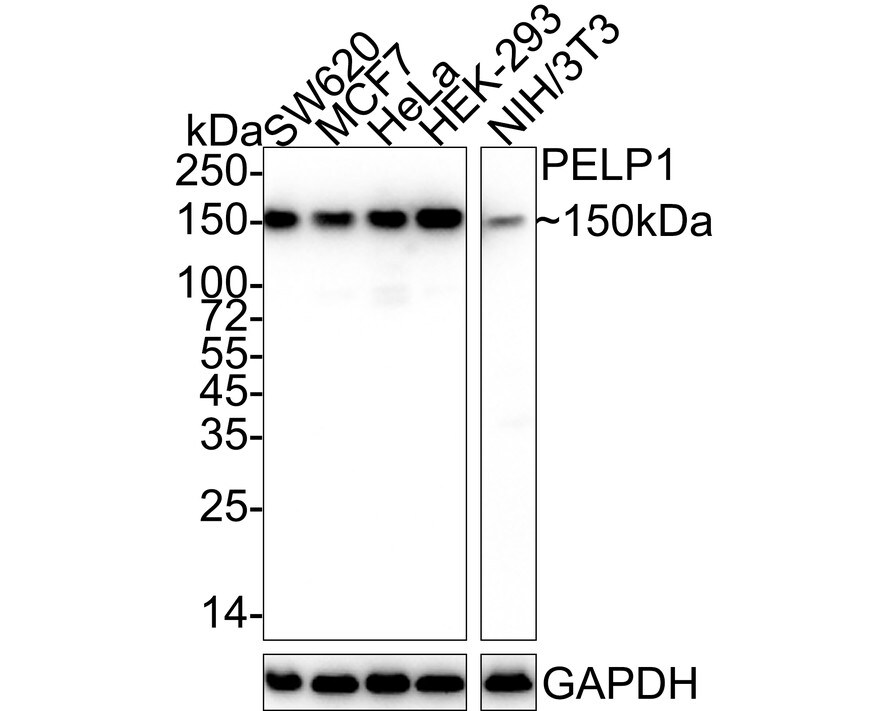 PELP1 Antibody (JE02-42) Western Blot: PELP1 Antibody (JE02-42) [NBP3-32734]