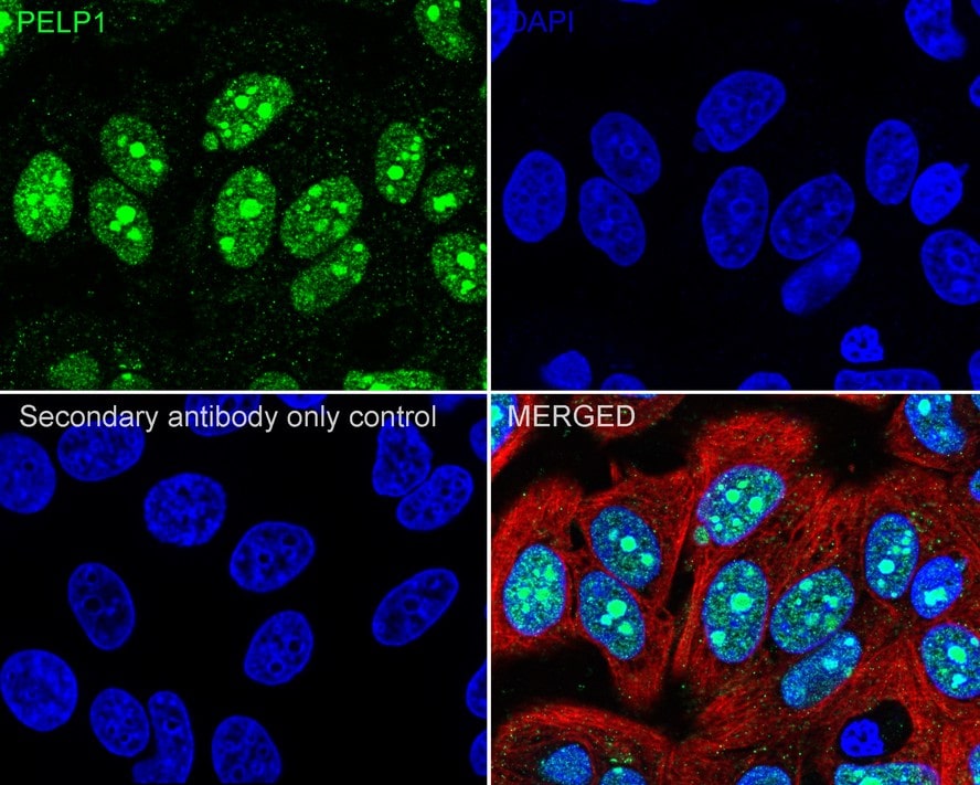PELP1 Antibody (JE02-42)