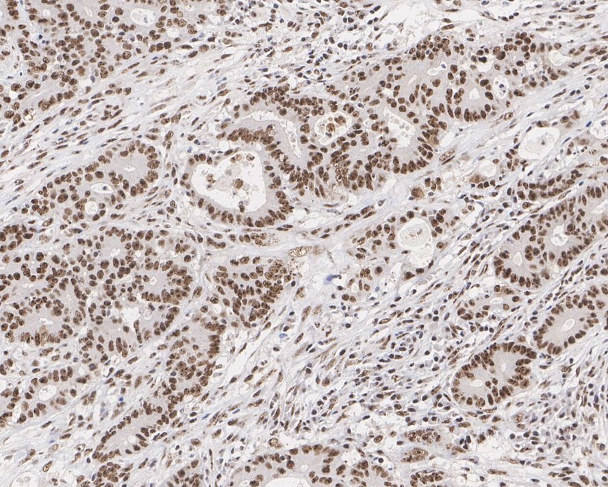 PELP1 Antibody (JE02-42)
