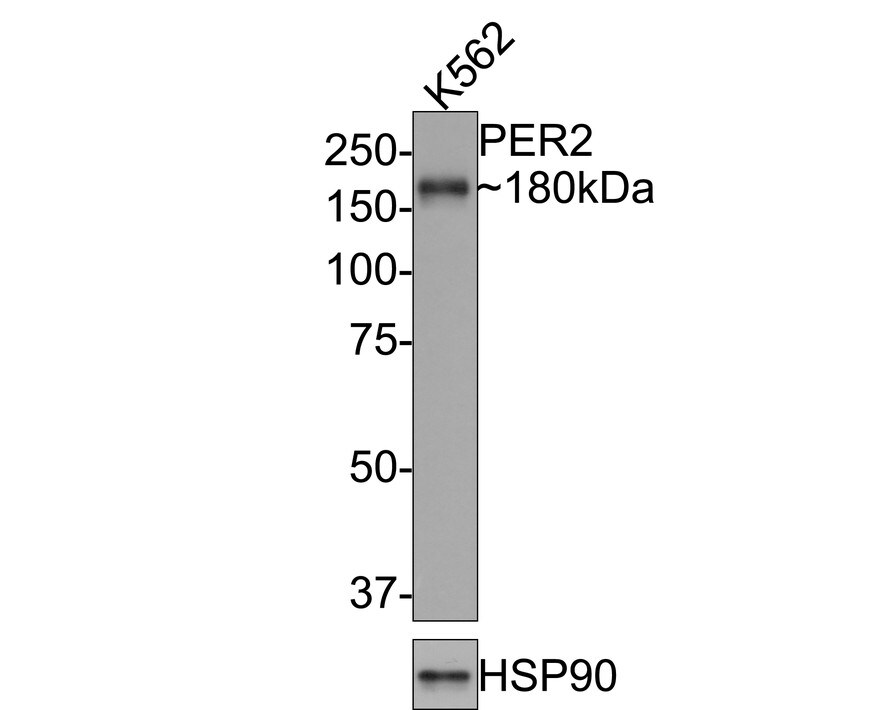 PER2 Antibody (JE33-79) Western Blot: PER2 Antibody (JE33-79) [NBP3-32735]
