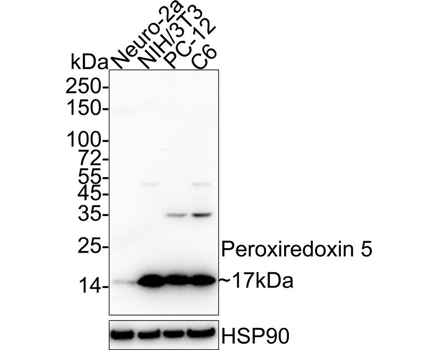 Peroxiredoxin 5 Antibody (PSH03-90) Western Blot: Peroxiredoxin 5 Antibody (PSH03-90) [NBP3-32740]