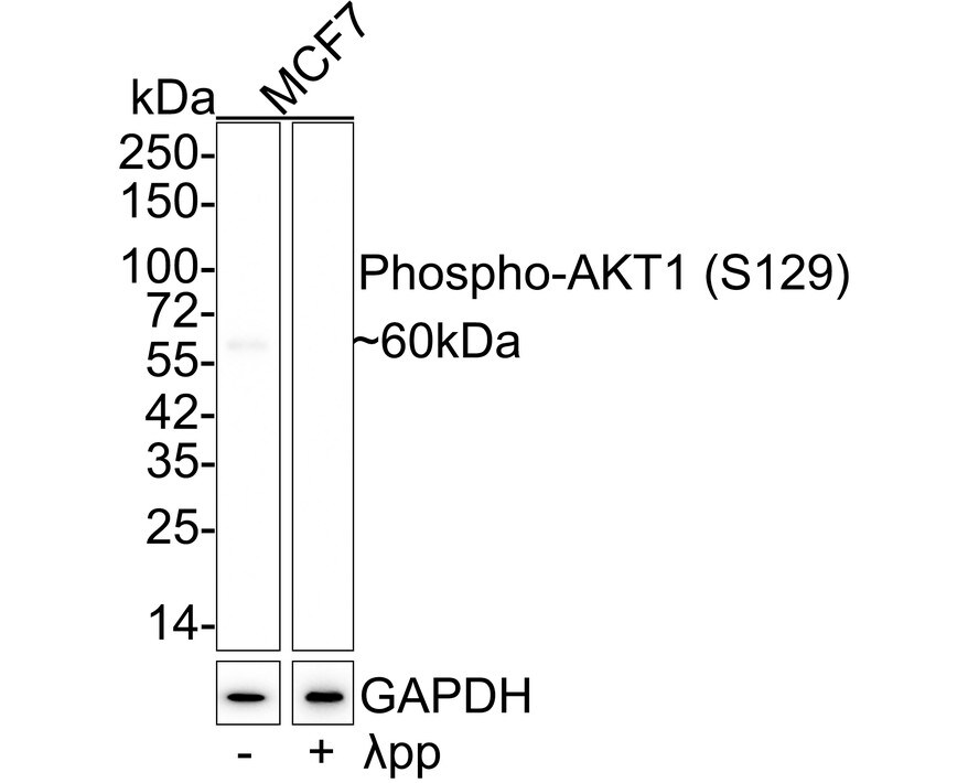 AKT1 [p Ser129] Antibody (JE59-50)