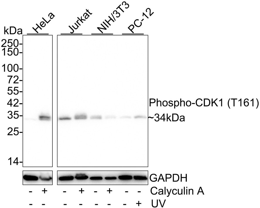CDC2/CDK1 [p Thr161] Antibody (PSH03-42) Western Blot: CDC2/CDK1 [p Thr161] Antibody (PSH03-42) [NBP3-32753]