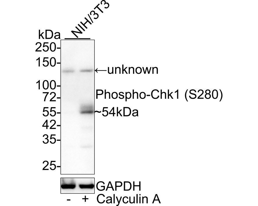 Chk1 [p Ser280] Antibody (JE47-66) Western Blot: Chk1 [p Ser280] Antibody (JE47-66) [NBP3-32754]