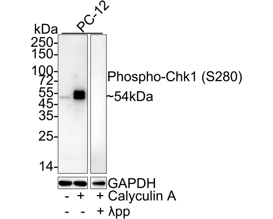 Chk1 [p Ser280] Antibody (JE47-66) Western Blot: Chk1 [p Ser280] Antibody (JE47-66) [NBP3-32754]