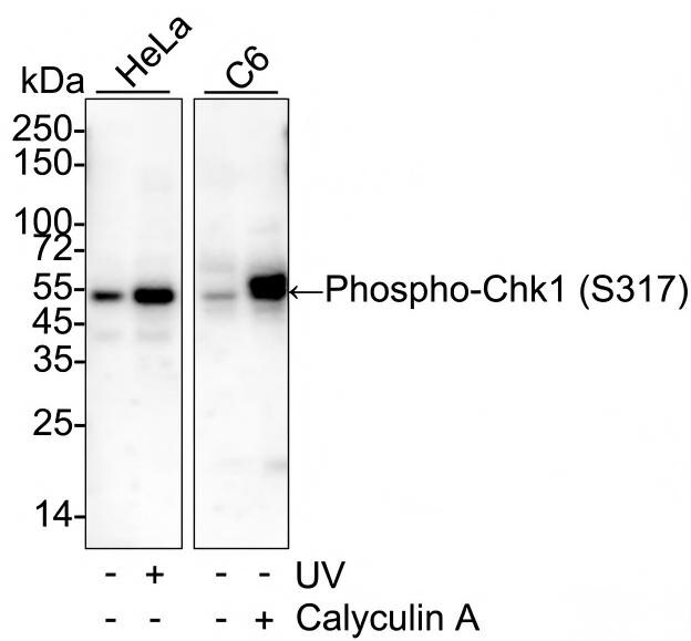 Chk1 [p Ser317] Antibody (PSH03-84) Western Blot: Chk1 [p Ser317] Antibody (PSH03-84) [NBP3-32755]