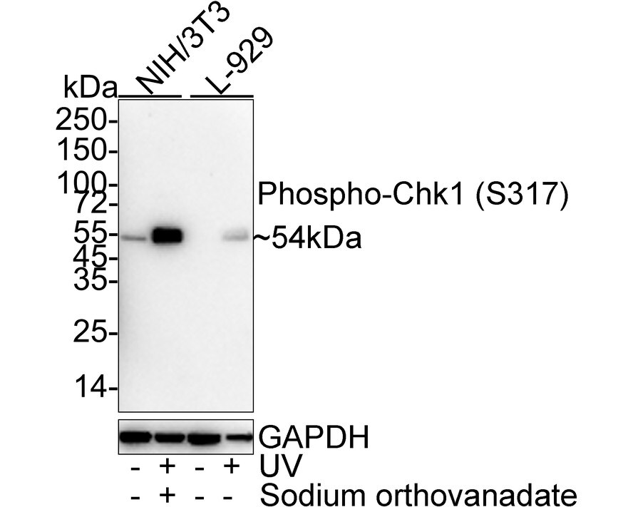 Chk1 [p Ser317] Antibody (PSH03-84) Western Blot: Chk1 [p Ser317] Antibody (PSH03-84) [NBP3-32755]