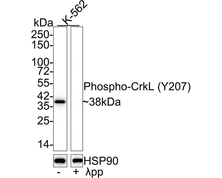 CrkL [p Tyr207] Antibody (JE55-58) Western Blot: CrkL [p Tyr207] Antibody (JE55-58) [NBP3-32757]