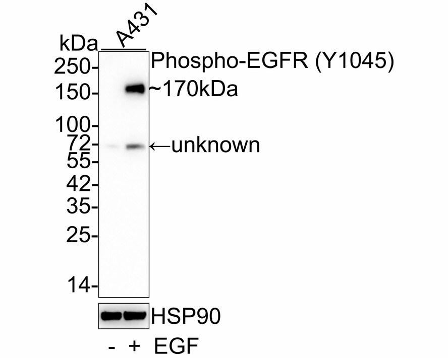 EGFR [p Tyr1045] Antibody (PSH03-28)