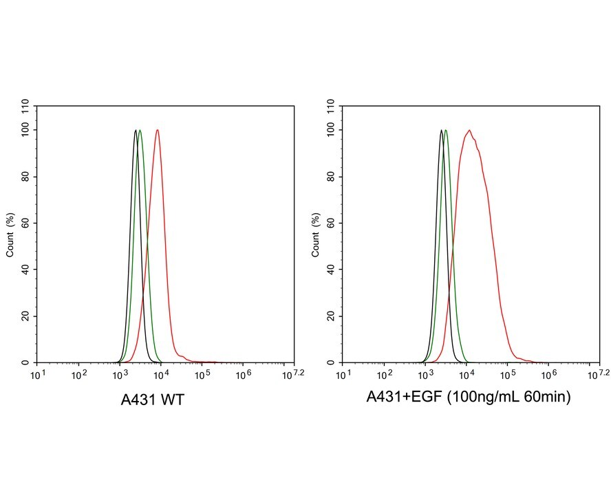 EGFR [p Tyr1045] Antibody (PSH03-28)