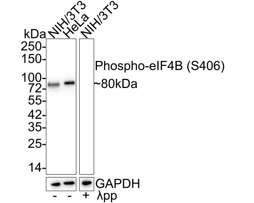 eIF4B [p Ser406] Antibody (JE58-32) Western Blot: eIF4B [p Ser406] Antibody (JE58-32) [NBP3-32762]