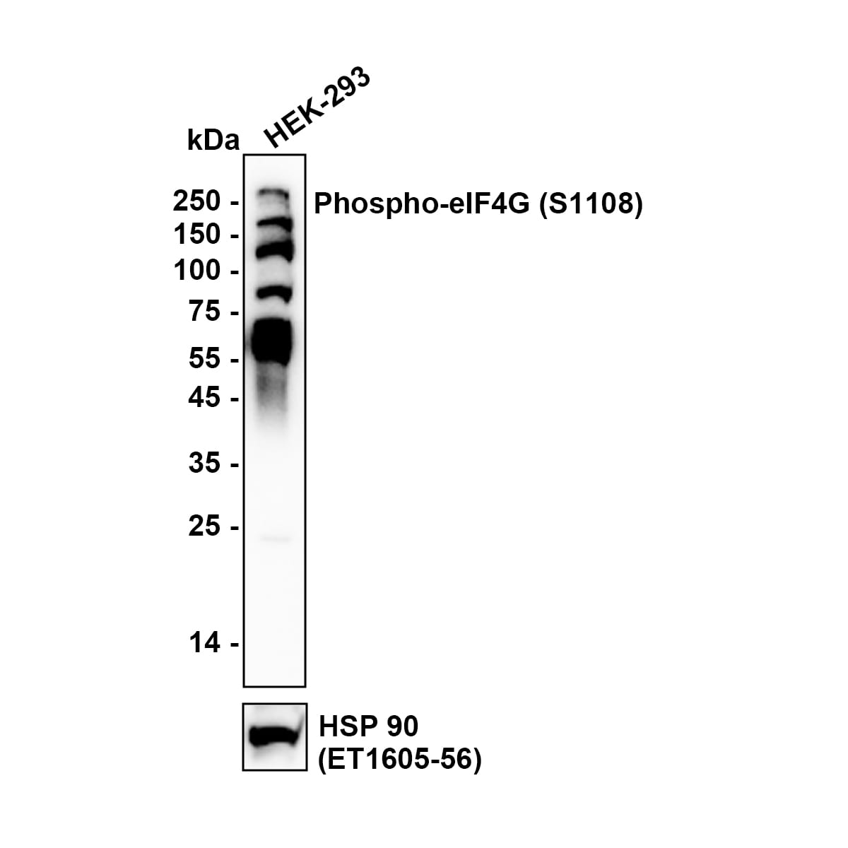 eIF4G1 [p Ser1108] Antibody (PS01-08) Western Blot: eIF4G1 [p Ser1108] Antibody (PS01-08) [NBP3-32764]