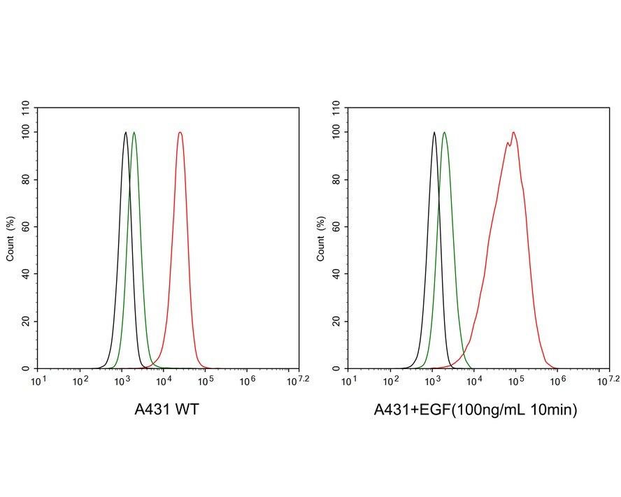 ErbB2/Her2 [p Tyr1139] Antibody (JE60-90)