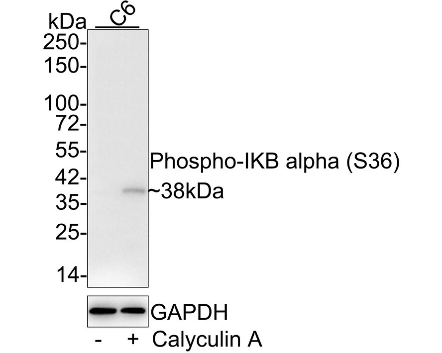 IkB-alpha [p Ser36] Antibody (JE56-65) Western Blot: IkB-alpha [p Ser36] Antibody (JE56-65) [NBP3-32773]