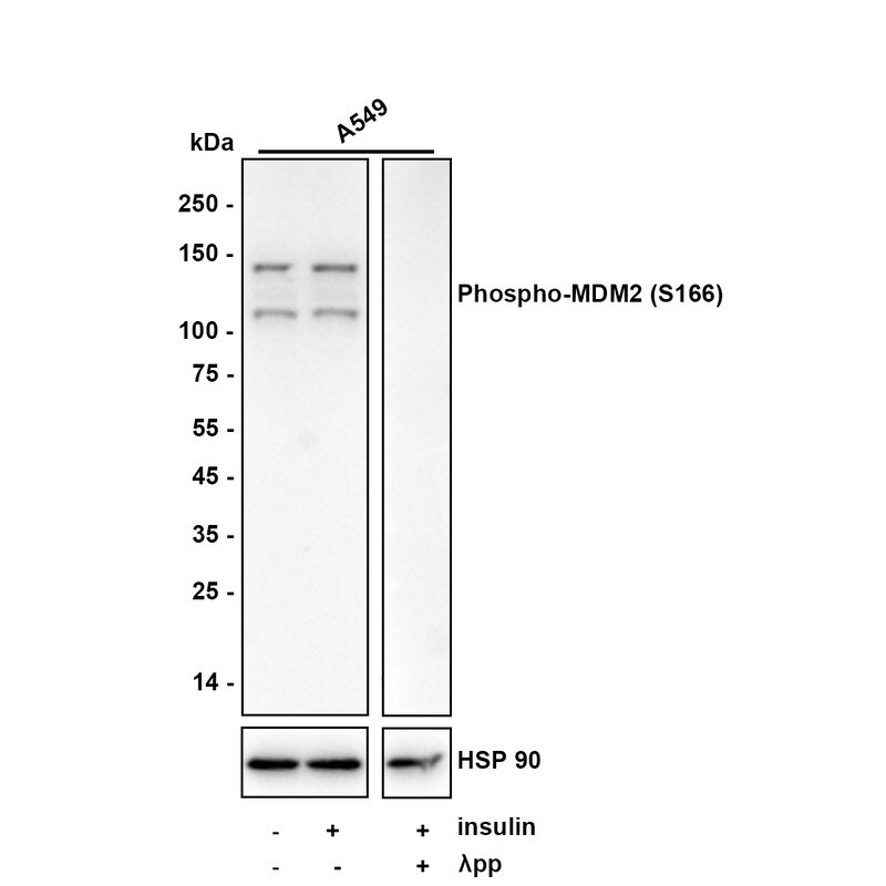 MDM2/HDM2 [p Ser166] Antibody (JE64-20) Western Blot: MDM2/HDM2 [p Ser166] Antibody (JE64-20) [NBP3-32777]