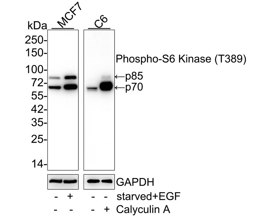 p70 S6 Kinase/S6K [p Thr389] Antibody (PSH02-23) Western Blot: p70 S6 Kinase/S6K [p Thr389] Antibody (PSH02-23) [NBP3-32783]