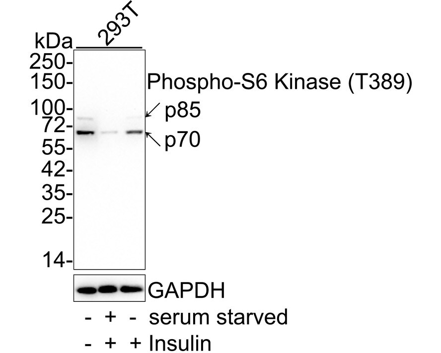 p70 S6 Kinase/S6K [p Thr389] Antibody (PSH02-23) Western Blot: p70 S6 Kinase/S6K [p Thr389] Antibody (PSH02-23) [NBP3-32783]
