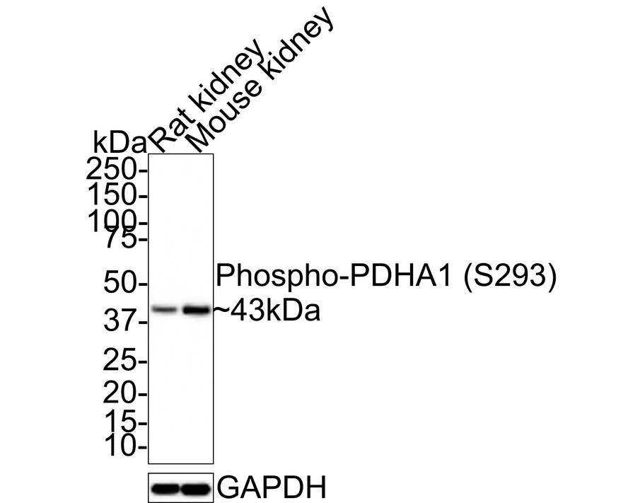 Pyruvate Dehydrogenase E1-alpha subunit [p Ser293] Antibody (JE58-27) Western Blot: Pyruvate Dehydrogenase E1-alpha subunit [p Ser293] Antibody (JE58-27) [NBP3-32787]