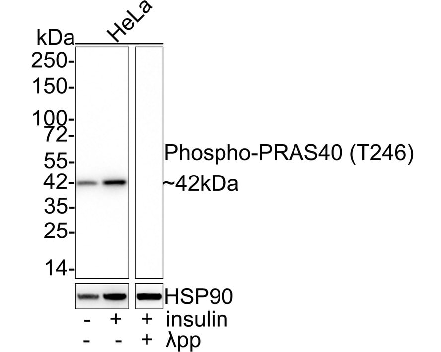 PRAS40 [p Thr246] Antibody (JE53-94) Western Blot: PRAS40 [p Thr246] Antibody (JE53-94) [NBP3-32790]