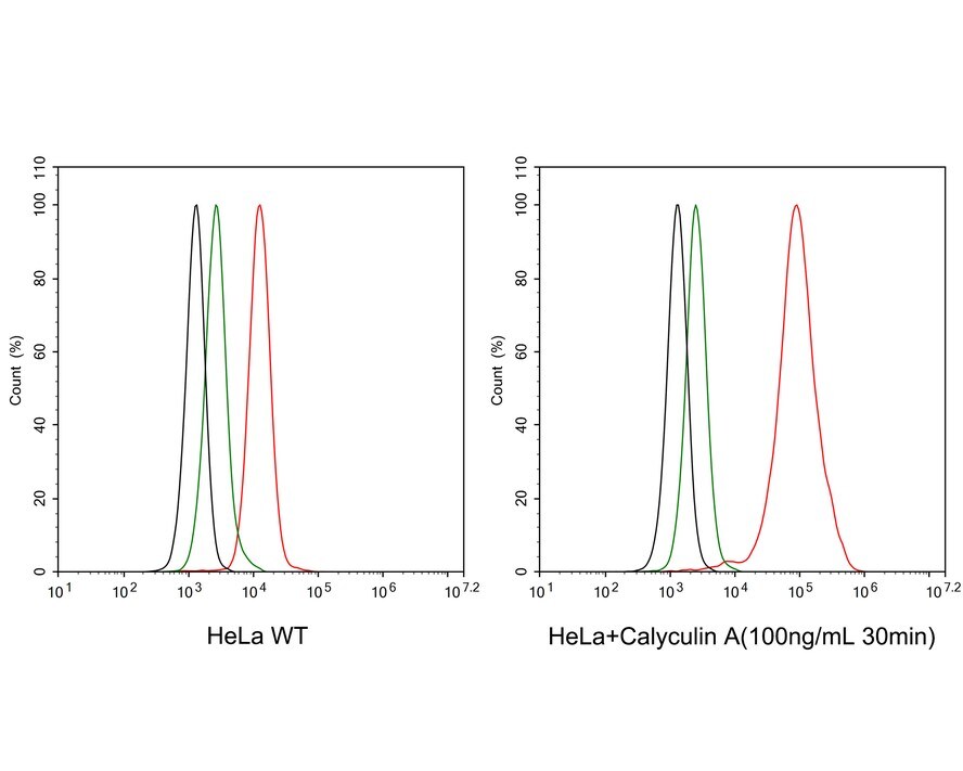 Rad17 [p Ser656] Antibody (JE63-30)