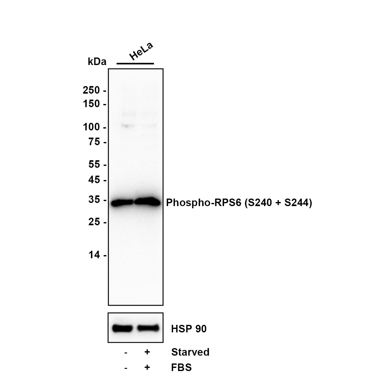 Ribosomal Protein S6/RPS6 [p Ser240, p Ser244] Antibody (PS00-65) Western Blot: Ribosomal Protein S6/RPS6 [p Ser240, p Ser244] Antibody (PS00-65) [NBP3-32797]