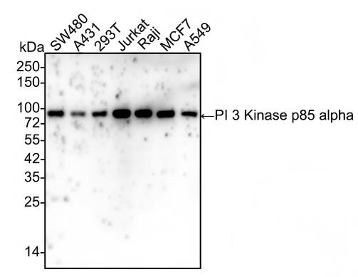 PI 3-Kinase p85 alpha Antibody (A3-D0-R) Western Blot: PI 3-Kinase p85 alpha Antibody (A3-D0-R) [NBP3-32817]
