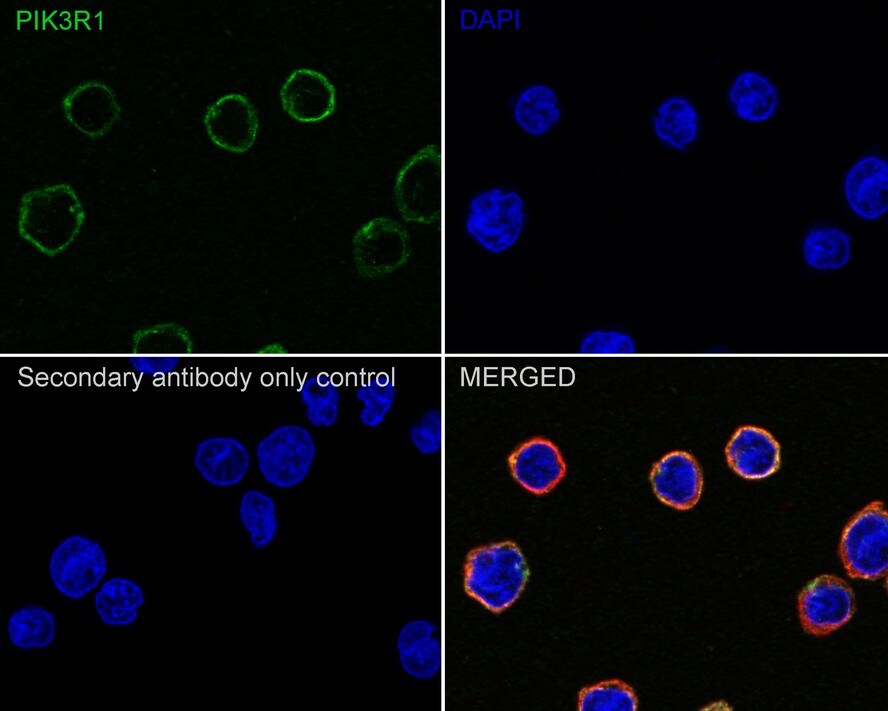 PI 3-Kinase p85 alpha Antibody (A3-D0-R)