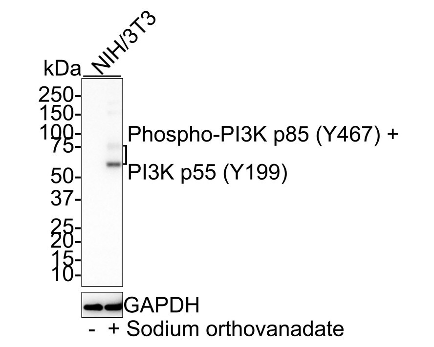 PI 3-Kinase p85 alpha [p Tyr199, p Tyr467] Antibody (PSH01-38) Western Blot: PI 3-Kinase p85 alpha [p Tyr199, p Tyr467] Antibody (PSH01-38) [NBP3-32818]