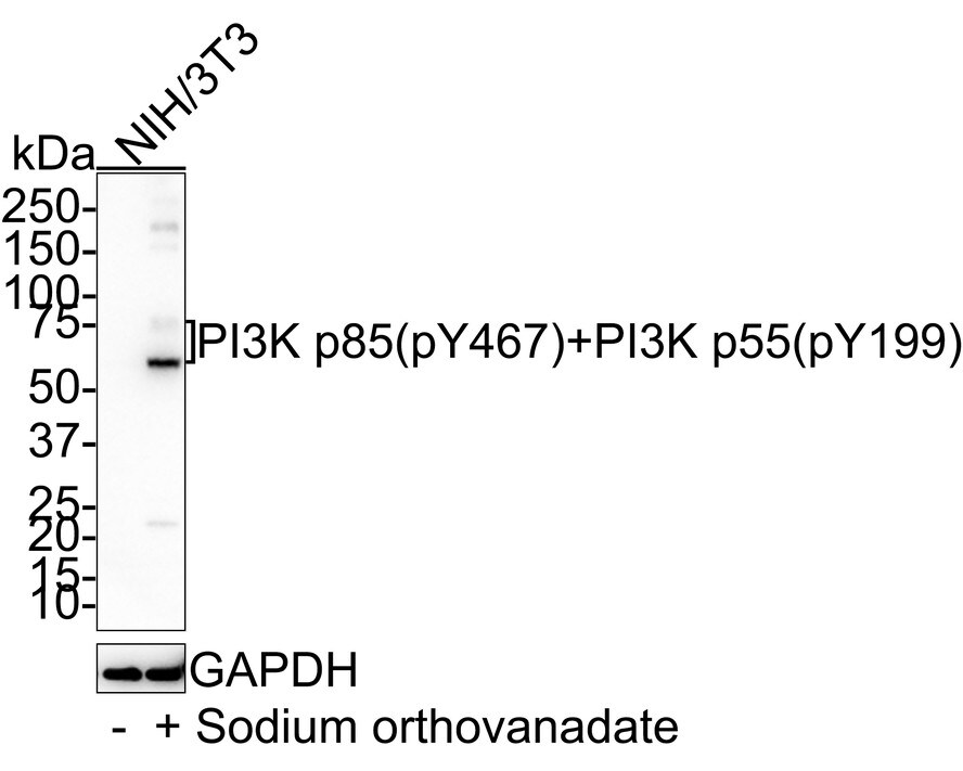 PI 3-Kinase p85 alpha [p Tyr467, p Tyr199] Antibody (PSH01-39) Western Blot: PI 3-Kinase p85 alpha [p Tyr467, p Tyr199] Antibody (PSH01-39) [NBP3-32819]