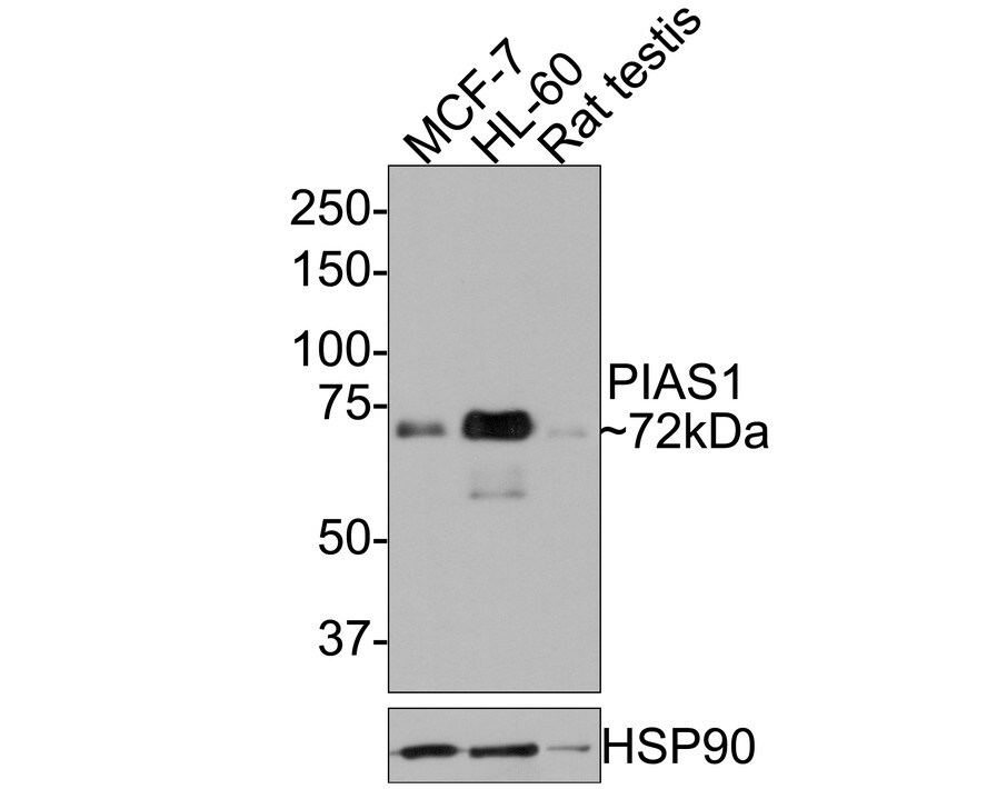 PIAS3 Antibody (JE30-36) Western Blot: PIAS3 Antibody (JE30-36) [NBP3-32820]