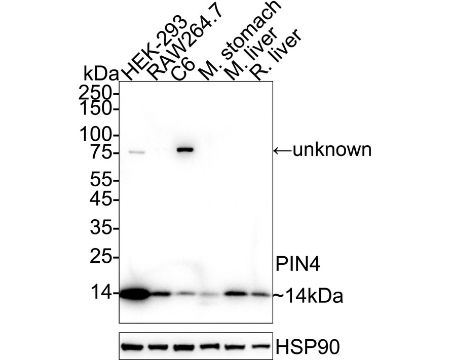 PIN4 Antibody (JE64-05) Western Blot: PIN4 Antibody (JE64-05) [NBP3-32823]