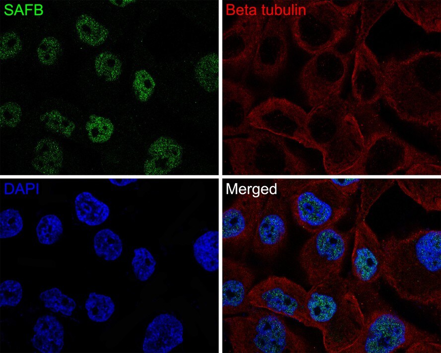 SAFB Antibody (JE64-94)