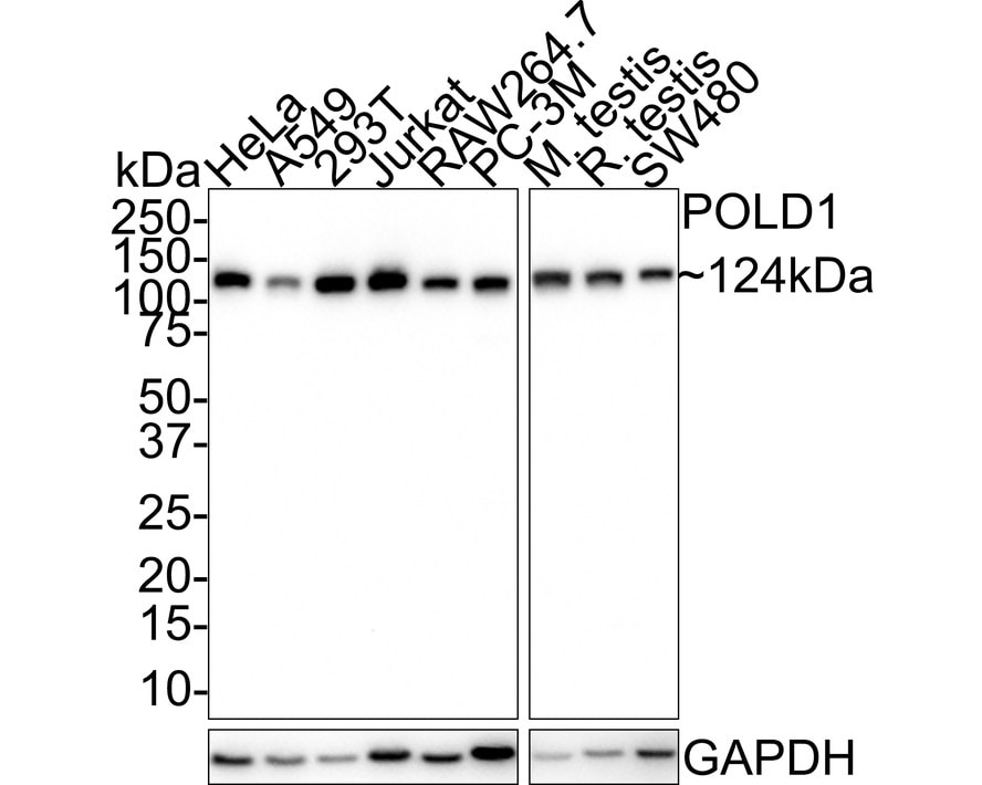 DNA Polymerase delta, catalytic subunit Antibody (JE35-73) Western Blot: DNA Polymerase delta, catalytic subunit Antibody (JE35-73) [NBP3-32838]