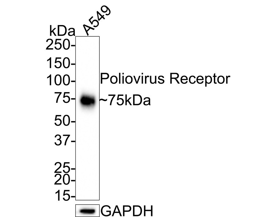 CD155/PVR Antibody (JE45-53) Western Blot: CD155/PVR Antibody (JE45-53) [NBP3-32840]