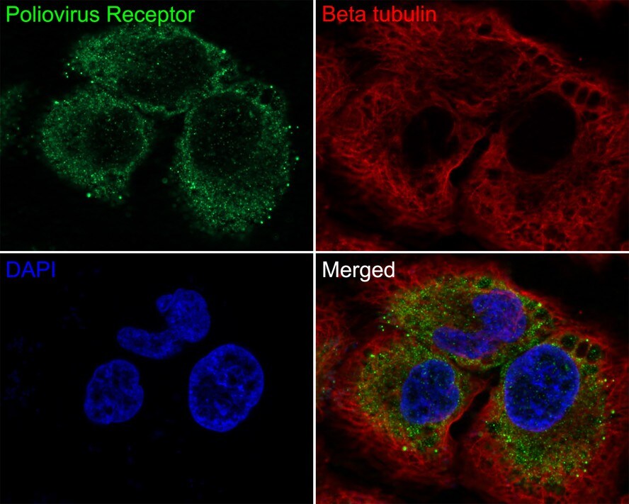 CD155/PVR Antibody (JE45-53)