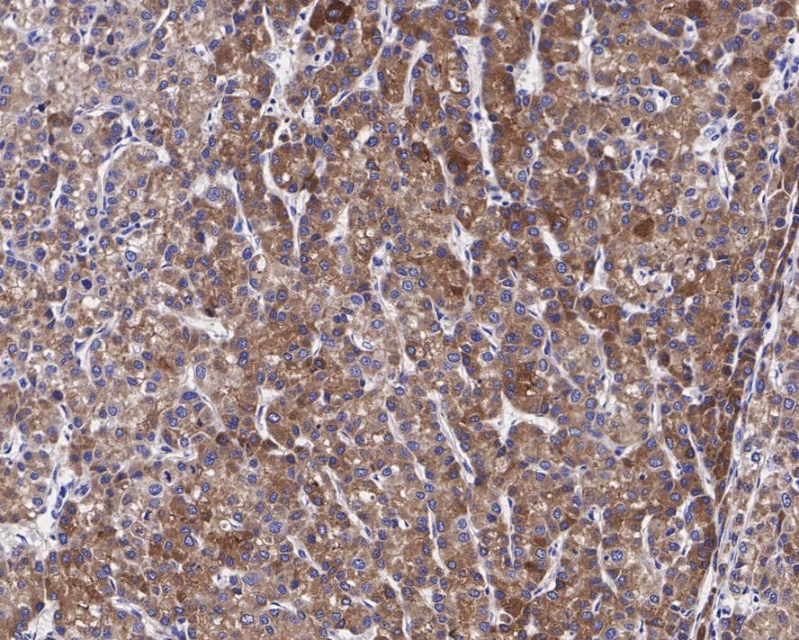 PON1 Antibody (JE30-90)