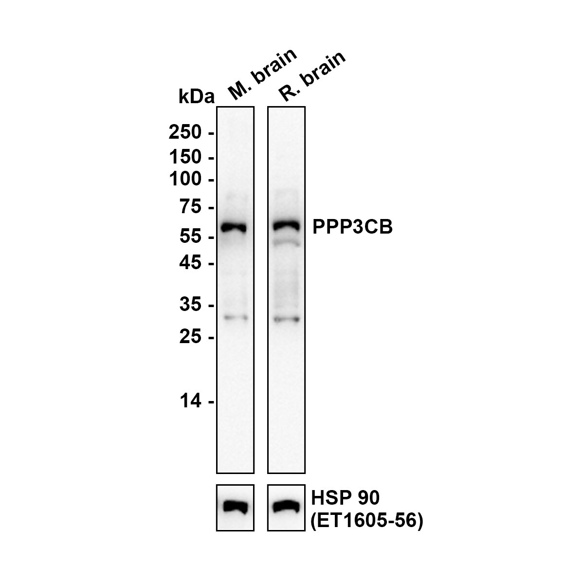 PPP3CB Antibody (PSH0-21) Western Blot: PPP3CB Antibody (PSH0-21) [NBP3-32848]